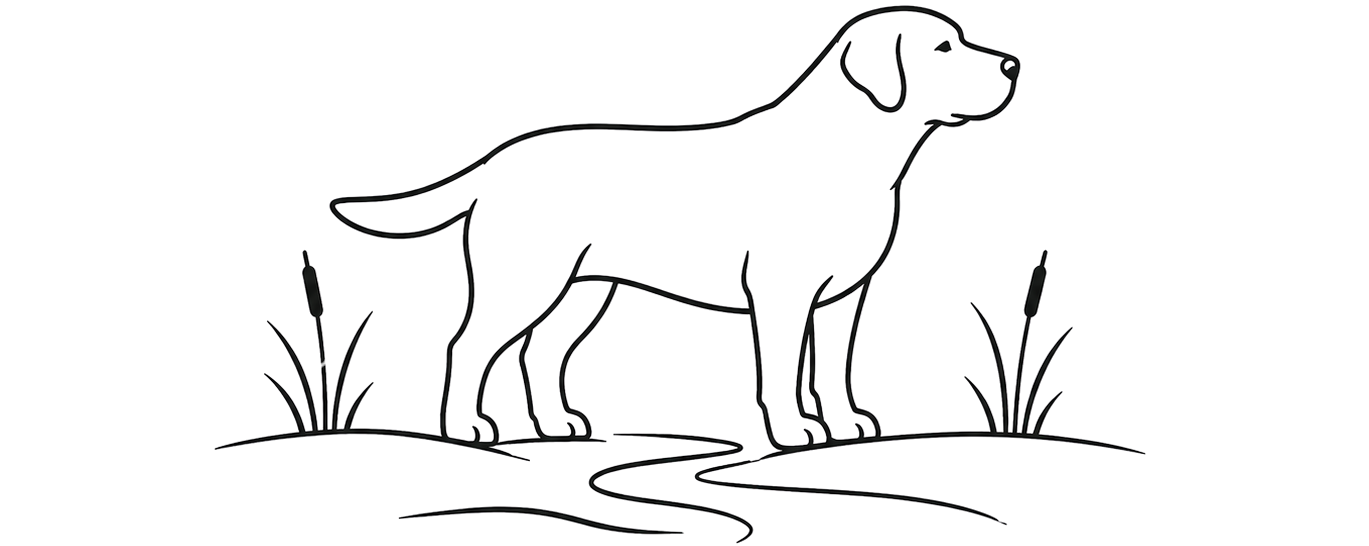swataralabradors.com